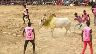 போராடி வென்ற கீரணிப்பட்டி நத்தகாளியம்மன் குழு Vs S.ஆலங்குளம் கல்லணை நாட்டாமை காளை