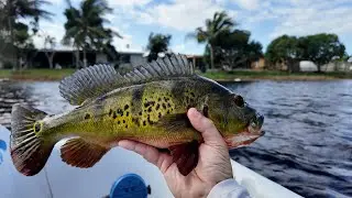 How I Hook Shiners for Better Bites (Plus a Prehistoric Surprise!) #fishing #bassfishing #livebait