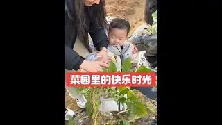 菜园子收尾前的小热闹，喊上江西媳妇一家来拔菜！新鲜蔬菜随手摘，大人小孩都忙活，简单的相聚，满是烟火气的幸福～ #海外生活 #原创 #日常vlog #我的乡村生活 #田园生活