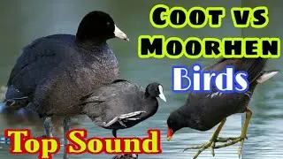 Coot vs moorhen birds sound | Coot ki awaz | Jal morgi ki awaz | Birds call sound