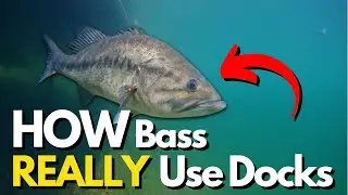 What Bass REALLY Do Under Docks (Underwater Footage)