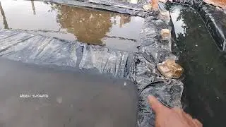 Persiapan ternak cacing sutra di kolam plastik