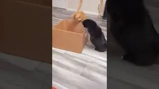 Cat Box Party At The Munchkin's House