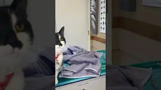 Giving Mama Cat some bitter medication. No Mamas were harmed in the making of this video.