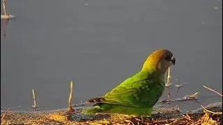 Djuma: Brown-headed Parrot - 17:04 -  09/09/19