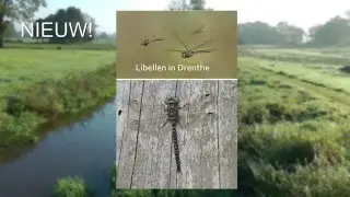 Libellen in Drenthe herziene druk 2016