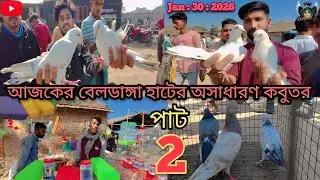  কম দামে ভালো জাতের কবুতর কোথায় পাবেন? বেলডাঙ্গা হাট🔥 আপডেট🕊️ #pigeon #kabutar #viralvideo #india 