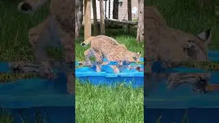 #pov  #povs  #animal world