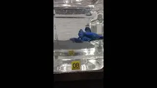 Betta pairs for sale; 08-25-2017
