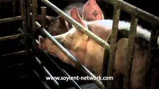 Will radical Muslims soon start atomic war? Is nature's evolution merciful? Slaughter tax.