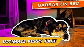 Capturing Gabbar's Eyes for Treats | Dog Eye Roll Video | Cutest Puppy Face Ever? Dog Vlog