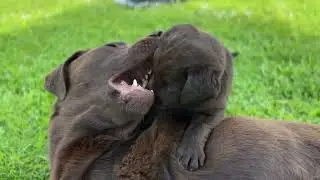 Petit moment de douceur entre un chiot et sa maman / Elevage de Labradors chocolats Grillo's spirit