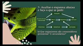 Revisão de conhecimentos 9: Cadeia e Teia ALIMENTAR