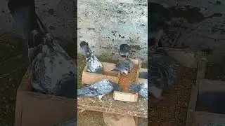 Red eyes Camangar Pigeon🕊️High Flying pigeon🕊️Kabuterbazi #pigeons #kabuter #pigeonlover #shorts