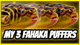 My 3 Fahaka Puffer Fish First Impressions: Nothing Like I Expected! 🐡🐡🐡