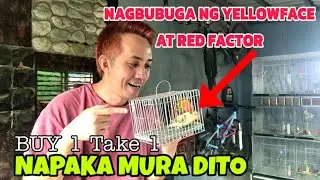 MATERYALES PARA MAGPALABAS NG YELLOWFACE RED FACTOR MURA NALANG DITO!
