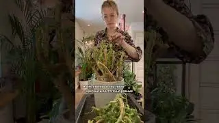 Обрезка переросшей крассулы оваты, денежного дерева.  