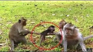 So much pity!Poor baby Timo got drag so hard by DeeDee kidnap.Timo hurt try call mom help