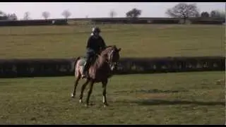 Flora Harris retrains show jumper Harry for cross country jumping TRAILER