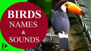 Bird Animals Names and Sounds for Kids to Learn !  #animalnames #animalsounds #birds