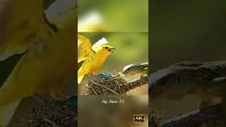 Brave Bird Protects Eggs from Lizard | Incredible Wildlife Battle in 4K