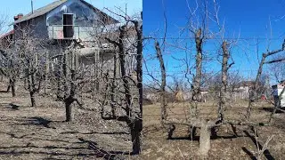 Am revenit cu tăieri la perii formați candelabru ,peri cu v&acirc;rsta de peste 60 ani🍐✅🤗