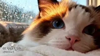 [달리팝] 이 밤의 높이+ _ 고양이 ver | cat MV
