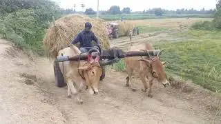 Mahindara 575Di tractor VS Bullock Cart power in village formar