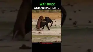 Male Lion Attacks Baby Elephant #shorts