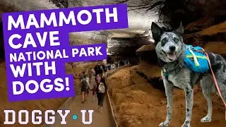One of the only DOG FRIENDLY NATIONAL PARKS! Mammoth Cave