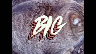 🍌Big Fat Cato 🍌 *SONG*