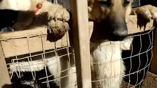 Медсестры в Нью-Йорке бастуют.
