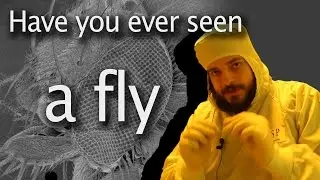 Looking closely at a vinegar fly under an electron microscope - Have you ever seen #1