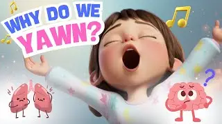 The Real Reason We Yawn | Kids Learn Science