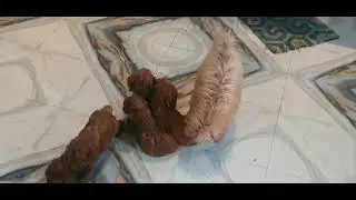 Toy Poodle Puppies for Quality Homes!