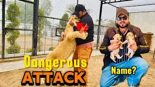 Diana kay bachon kay name 🤔mufasa nay attack kar kay jacket phar Di😱(mian saqib)