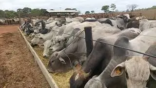 CONFINAMENTO DE BOI NO GOIÁS SÓ ENGORDANDO.