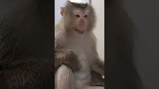 Monkey Baby Nui | Nui Family