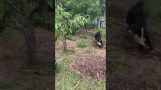 zoomer dogs