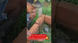 Casi me matan por rescatar a una tortuga🫣