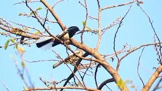 Oriental Magpie Robin Mating Song and Courtship Dance