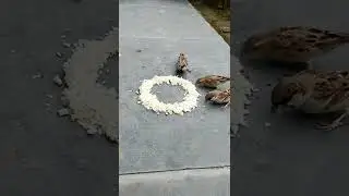 sparrow and other birds eating rice satisfying video 😘😍 in my home garden #shorts