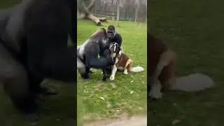 Маленький горилла обожает собаку, которая стала другом его семьи 💖