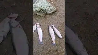 Put and take fishing denmark