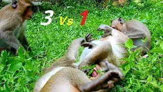 God Help!! Sweet Pea Can't Move & Escape Till Less Breath| He Feel Deep Scare Laying On The Ground.