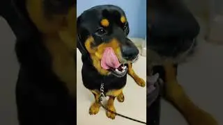 #rottweiler #jerry #dog  #muttonliverfryrecipe #sugeevlogs #shorts