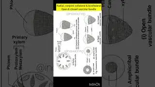 Radial, concentric, open and closed vascular bundle | neet biology | class 11th biology |