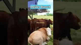 Странная ферма