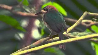 29 08 Tody Motmot