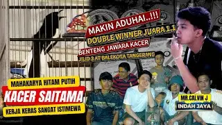 BENTENG JAWARA KACER JILID 3🔥AKSI KACER SAITAMA SUKSES DOUBLE WINNER JUARA 1.1🔸MR.CALVIN INDAH JAYA